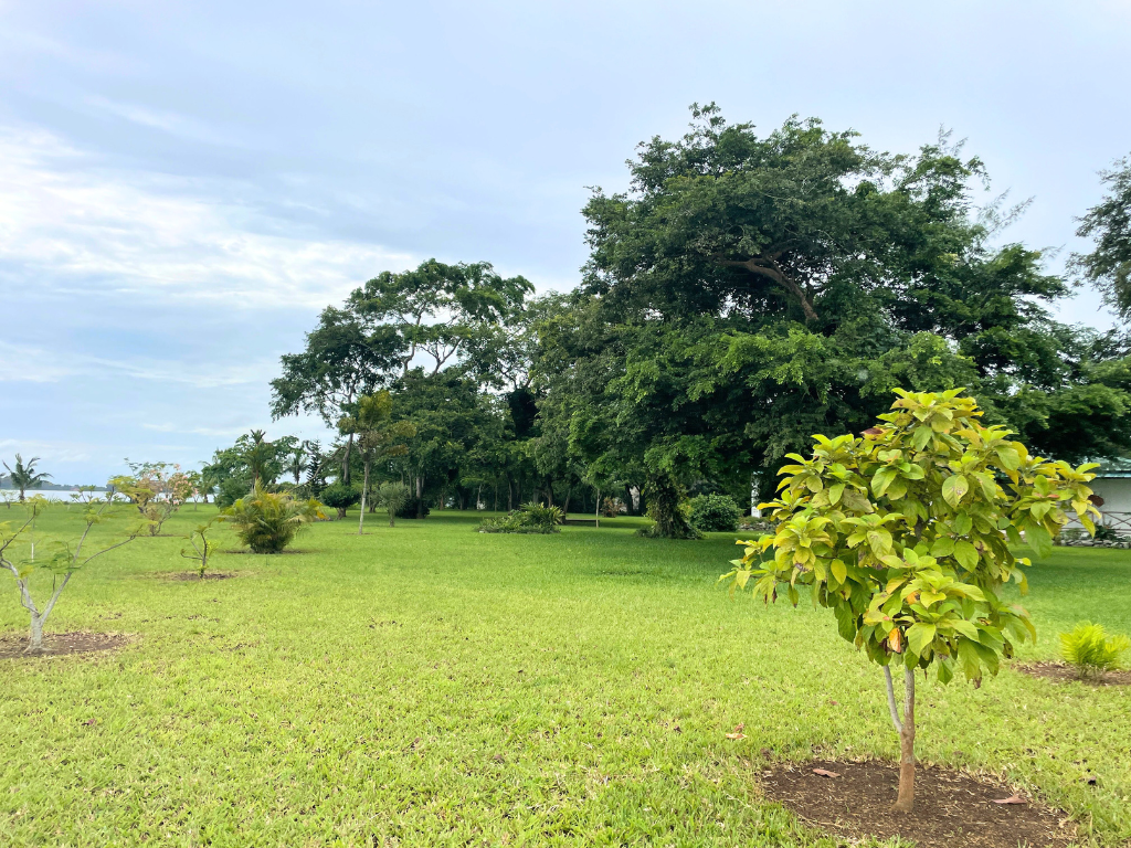 Photo of a green plot of land bordering a lagoon in the commune of Songon.